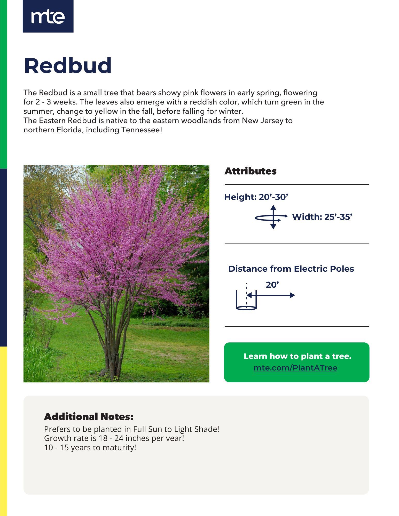 TreeSapling_Redbud 2025.pdf
